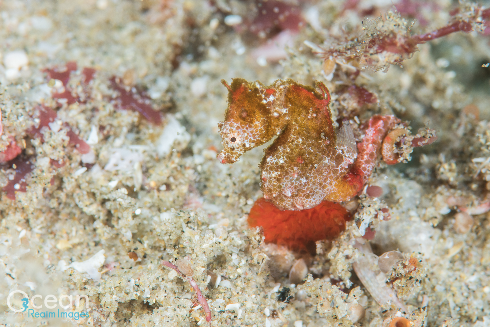 Meet Africa’s first pygmy seahorse species