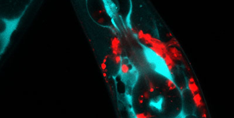 Proteostasis research theme in the Cell and Organismal Biology research area