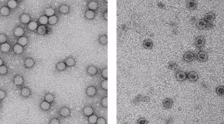 Scientists prove new approach to Polio vaccines works