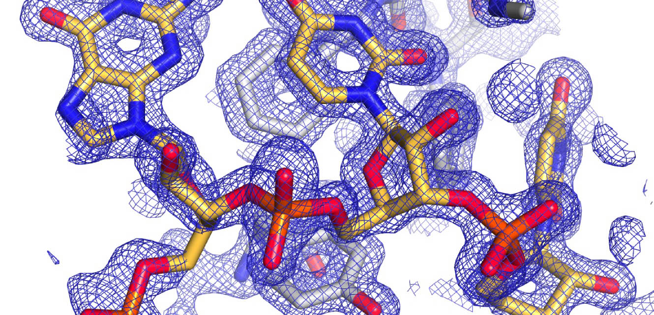 Strucural biology Dazl and RNA