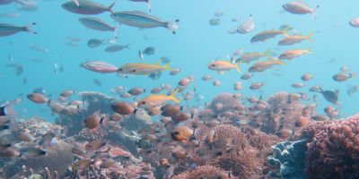 Tropical fish swimming near coral reefs