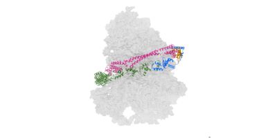 A computerized image of a grey ribosome. Threads of pink, blue and green depict the process of UFMylation.