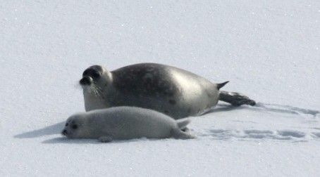 Research at Leeds investigates the impact of icebreakers on Caspian seal pup development.