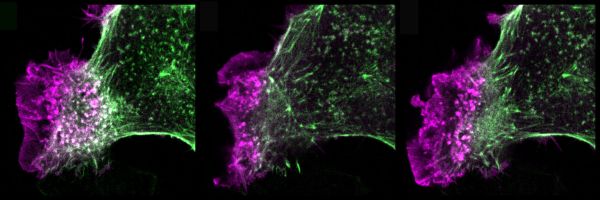 Michelle Peckham ruffling cell