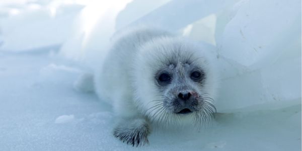 Caspian seal pup