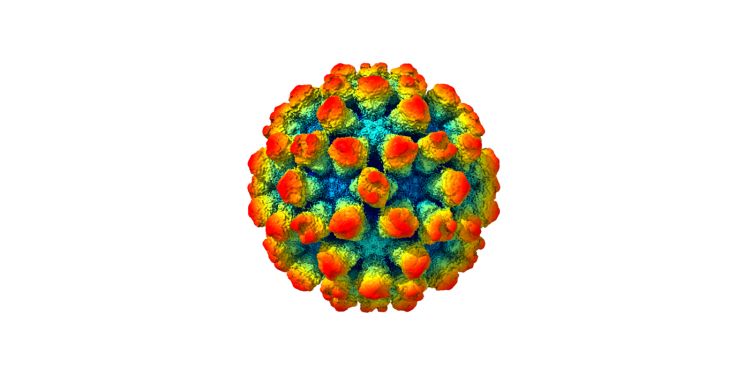 The architecture of a “shape-shifting” norovirus