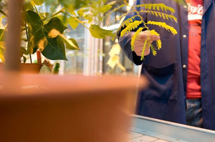 From leaf pores to parasites: Symposium showcases plant science research
