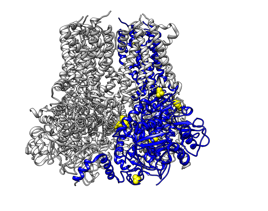 structure of the KNa1.1 proteins structure