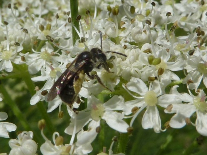 Bee sitting on white flower