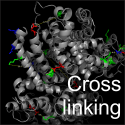 Cross Linking-Mass Spectrometry