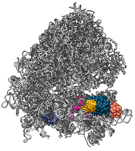 Artistic representation of specialised ribosomes
