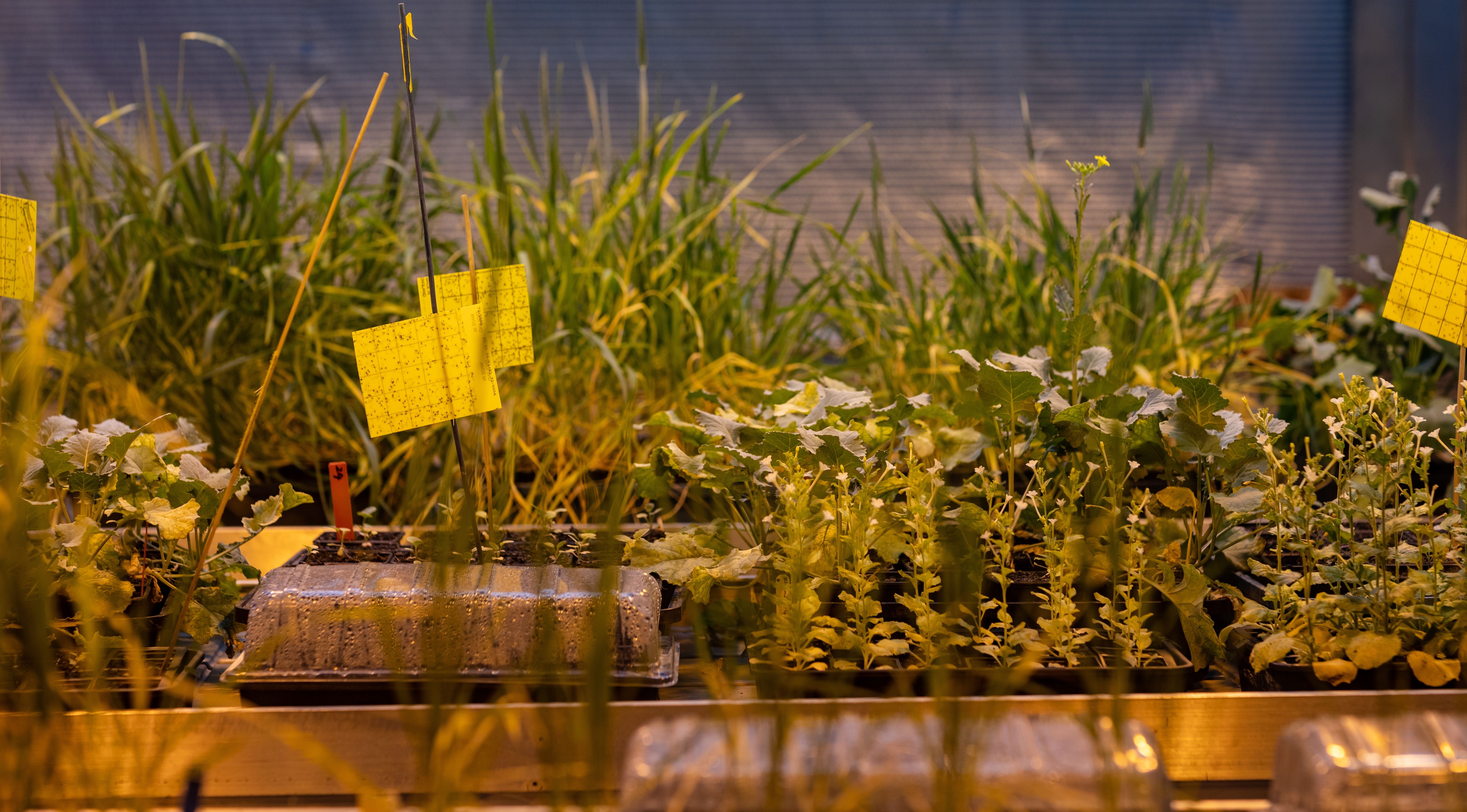 Plant science growth suite close up 3