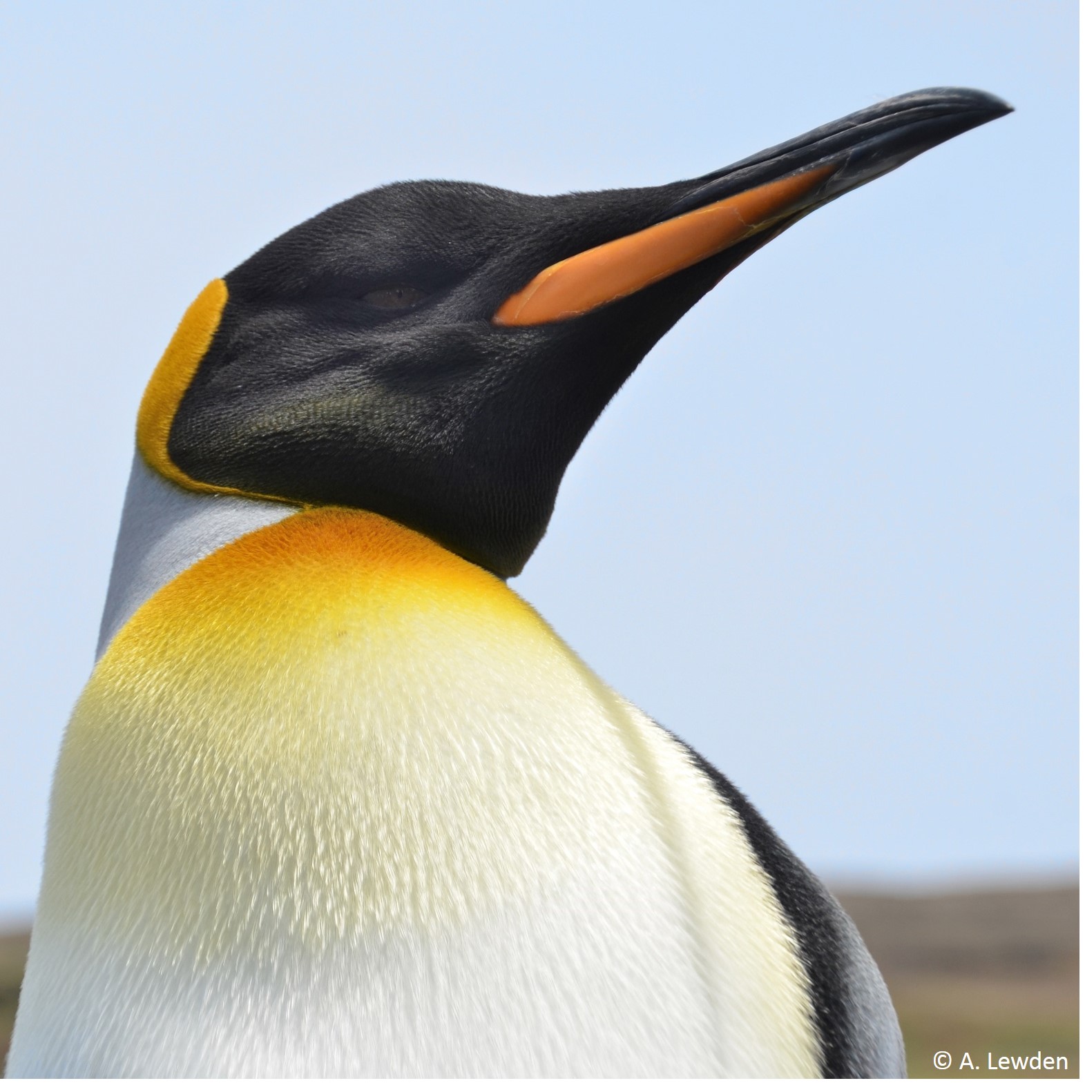 King penguin (Aptenodytes patagonicus)