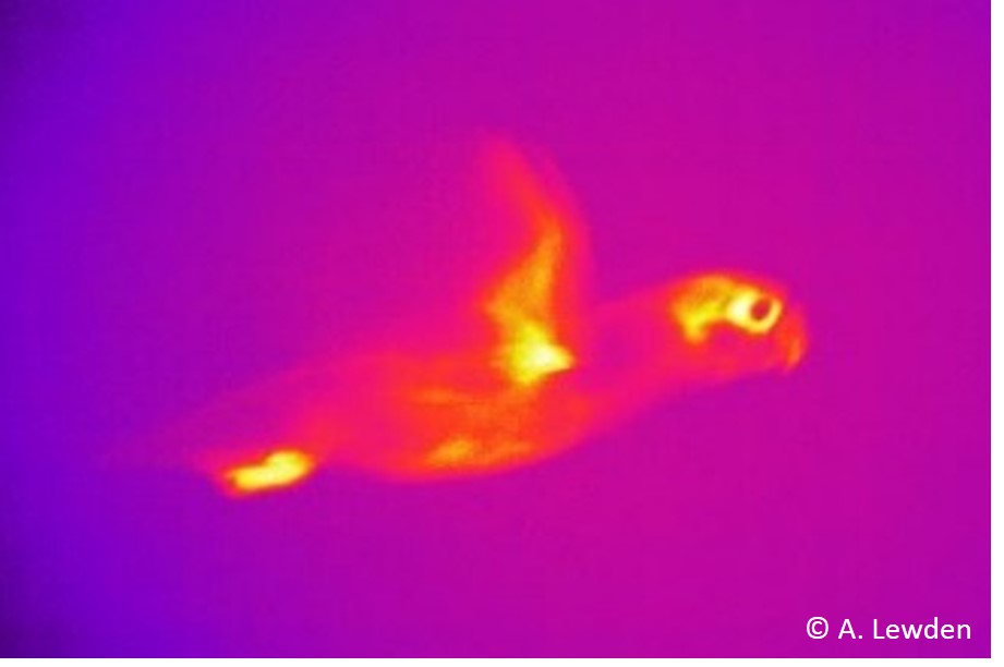 Thermal lovebird