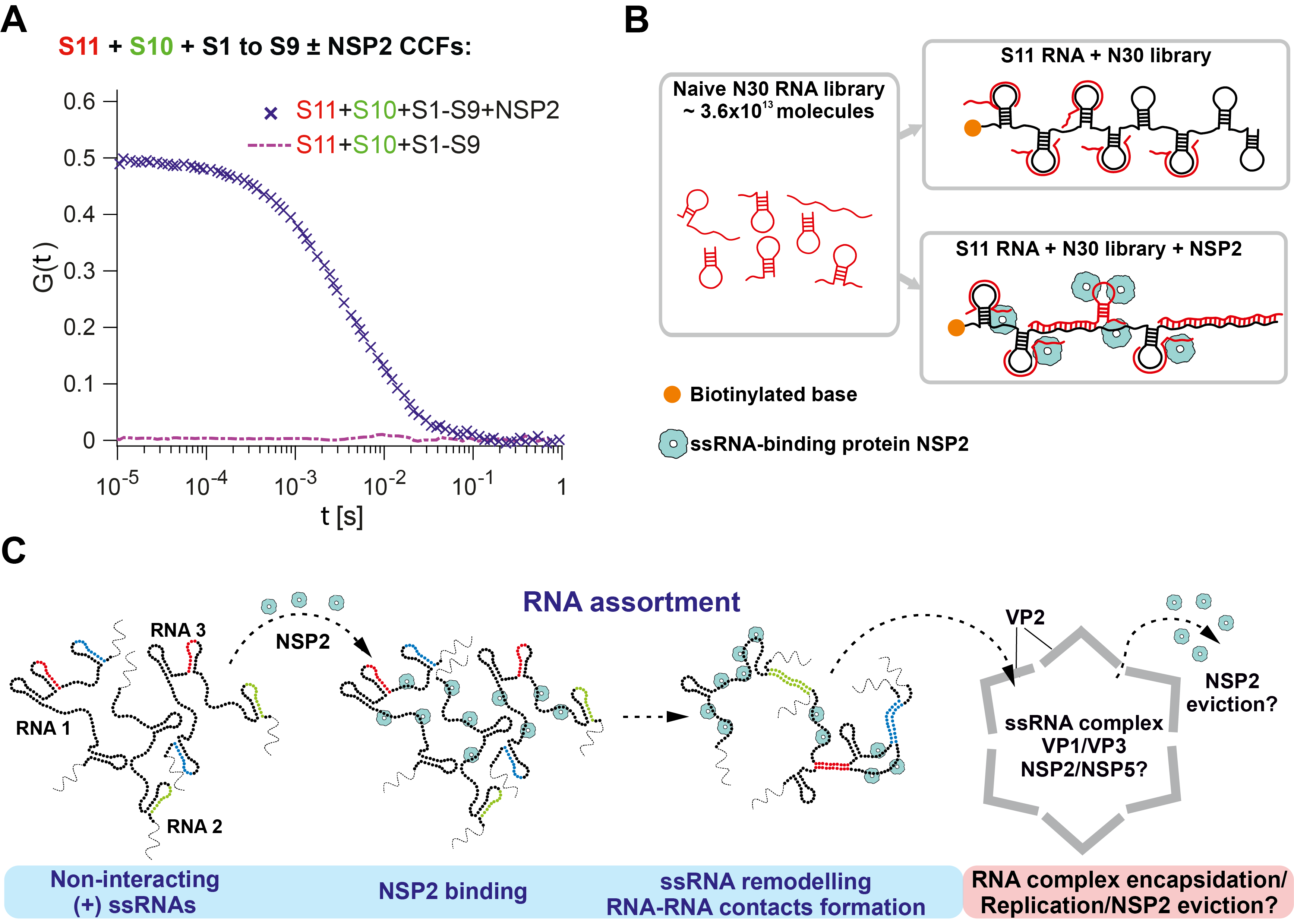 Investigating genomic RNA-RNA interactions involved in  rotavirus assembly