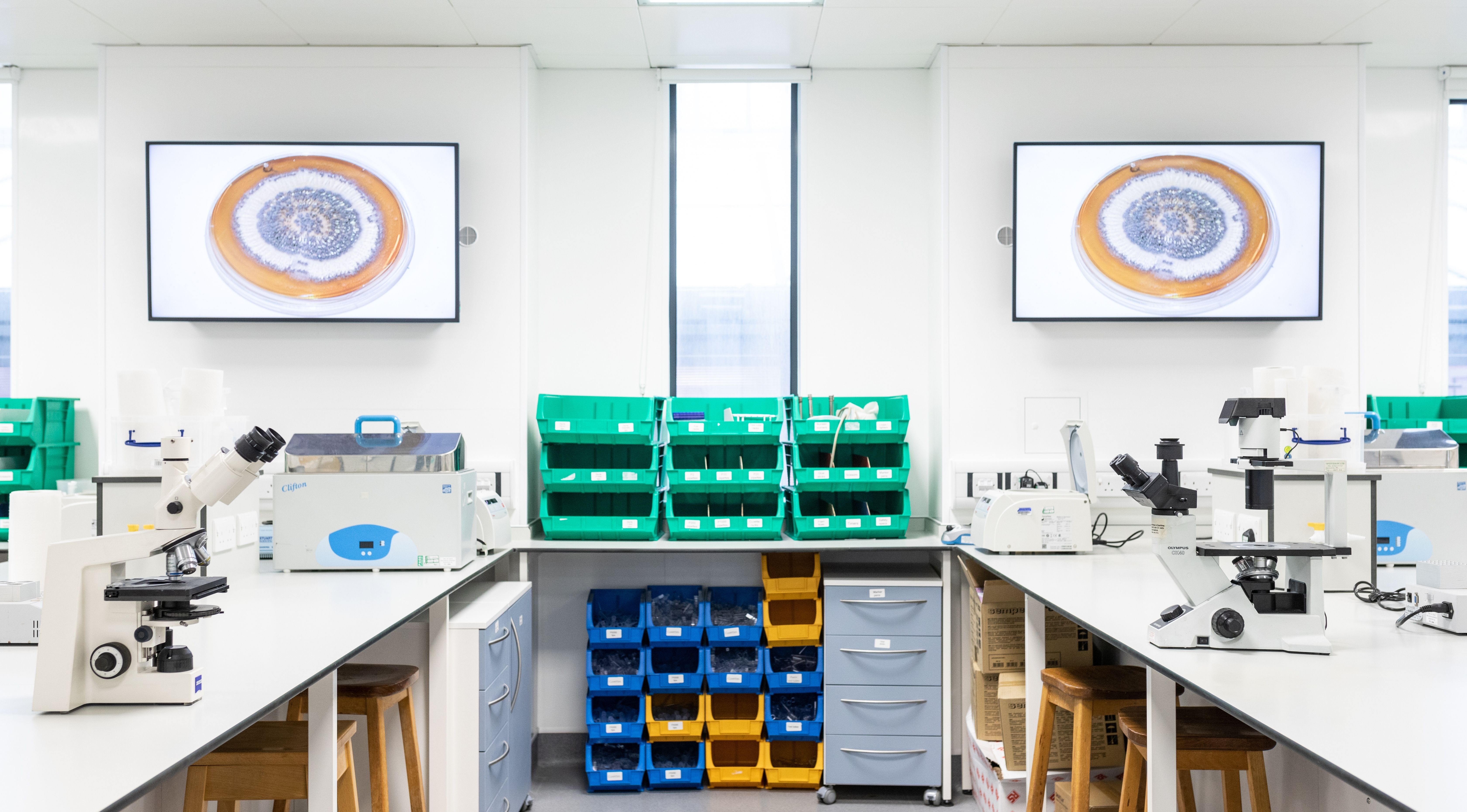 Willow terrace lab close up 1