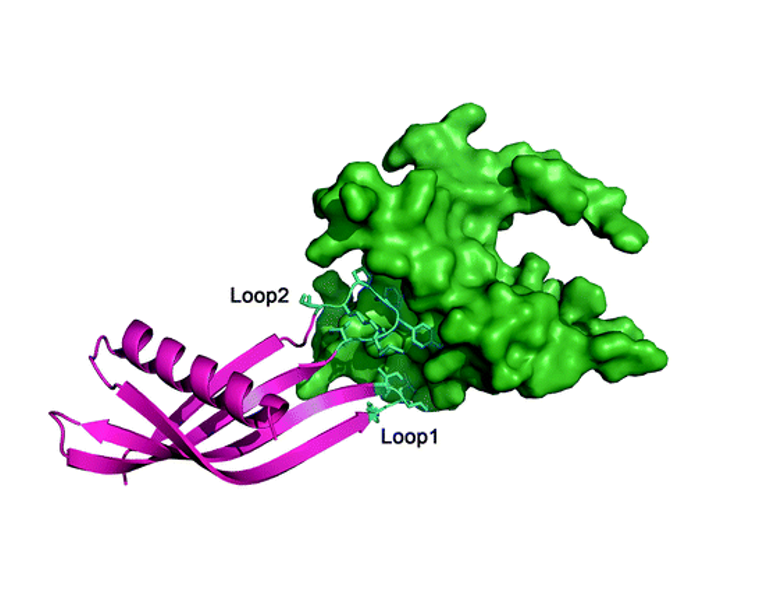 Crystal structure of Adhiron34 (magenta), variable loops shown in cyan docked to the NMR structure of p300 (green) (courtesy of Drs. Tomlinson and Edwards)