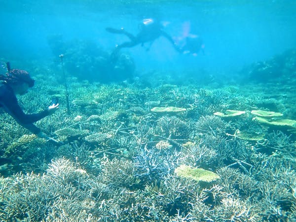 Divers explore coral reef