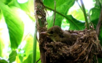 Seychelles warbler chick