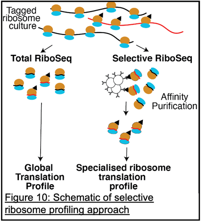 Determine which mRNAs are translated by various specialised ribosomes. 