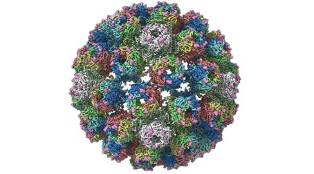 Research led by PHD student Dan Hurdiss created a structure of the BK Polyomavirus