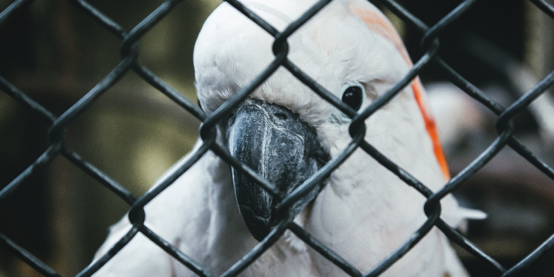 How TikTok's guidelines have not been effective in preventing illegal bird trade in Indonesia