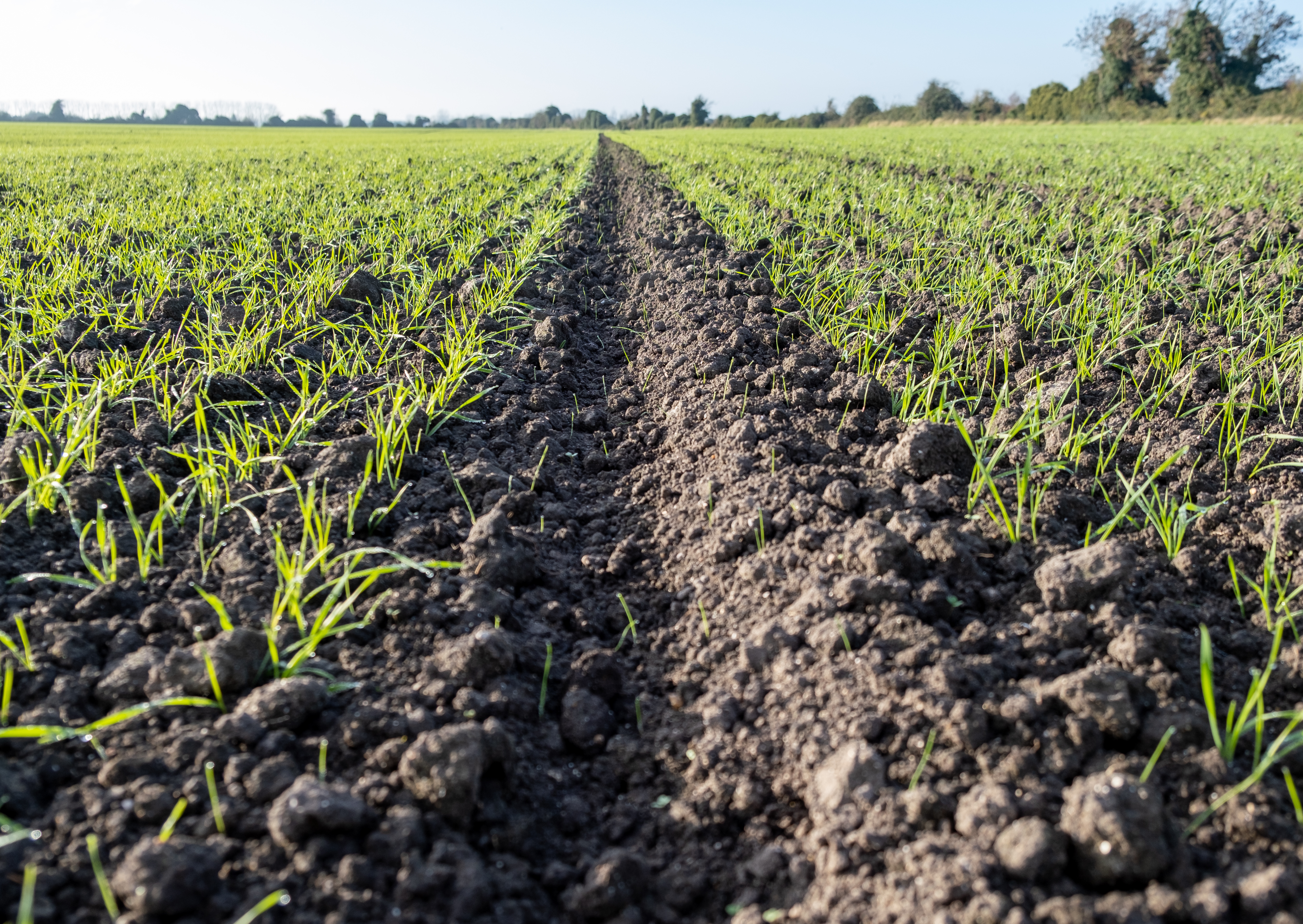 Restricting the growth of blackgrass