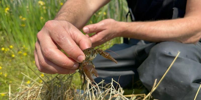 Rescued crayfish find new home at Bodington Pond