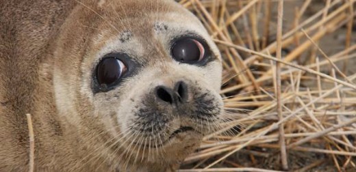 First ever satellite track of endangered Caspian seals