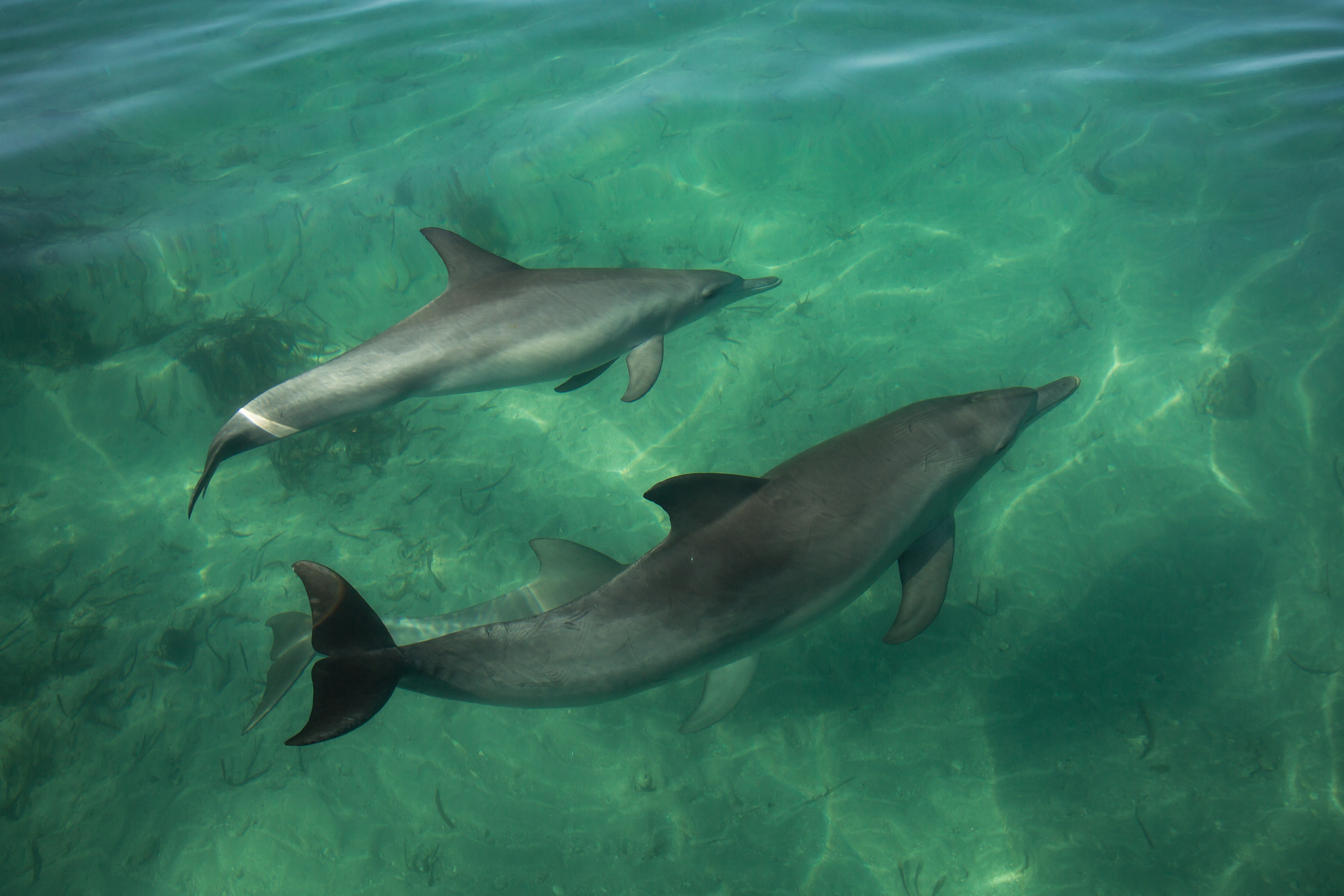 Shelling out for dinner – Dolphins learn foraging skills from peers