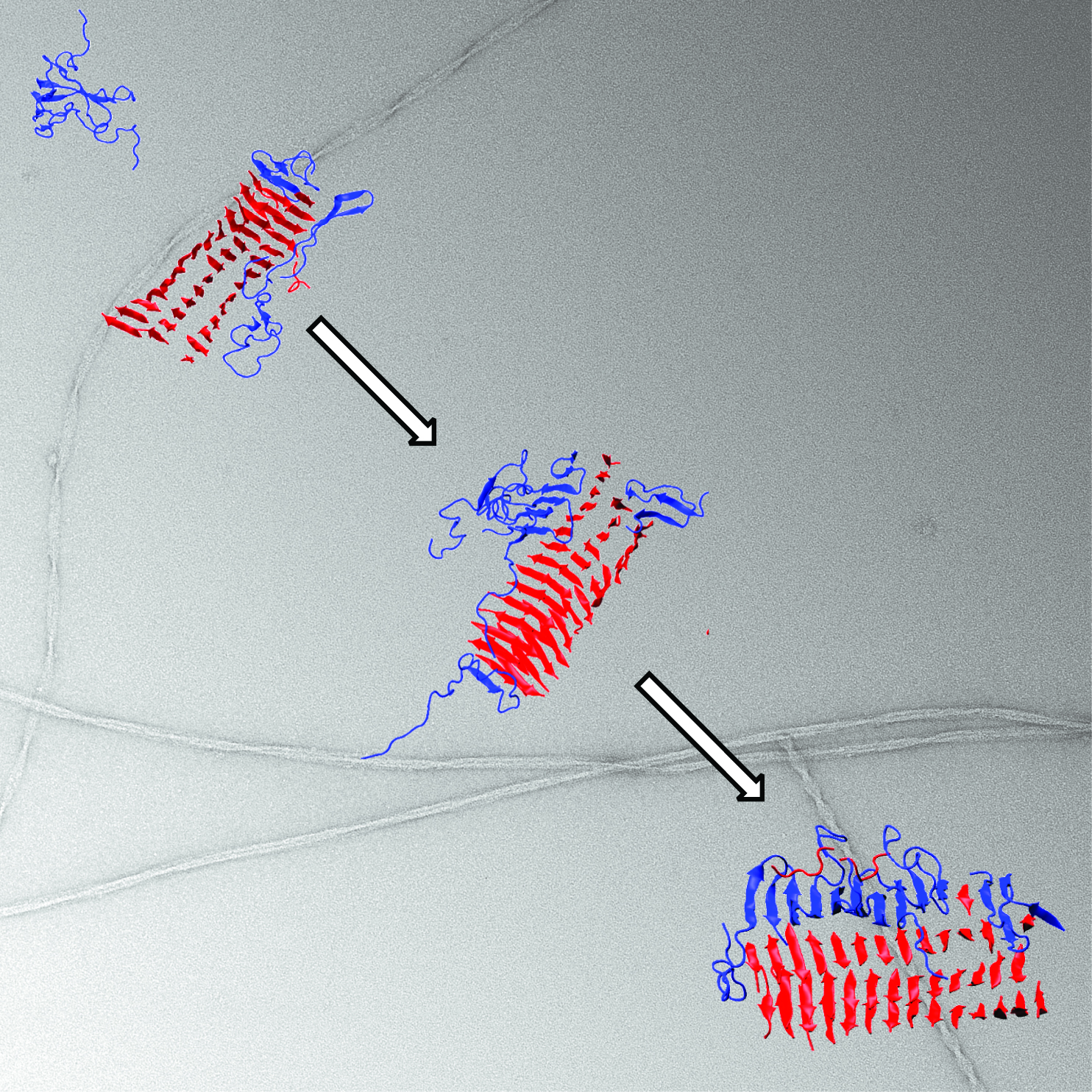 Image_shows_the_process_of_peptide_co_assembly.jpg