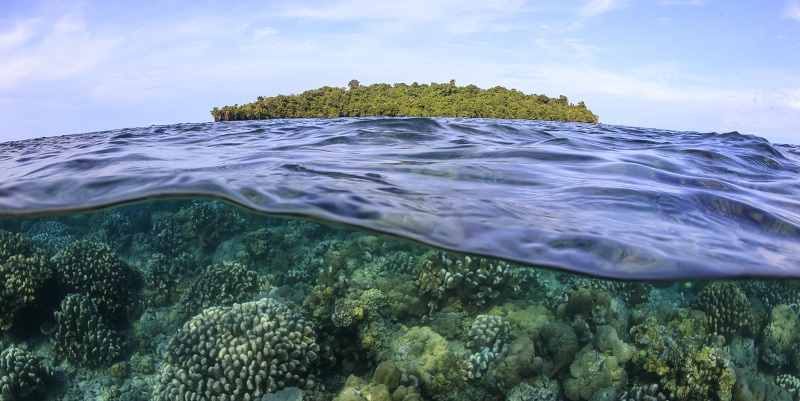 Coral reefs struggling in a human dominated world