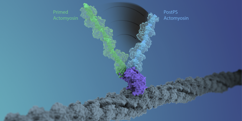 Myosin image by Sean McMillan