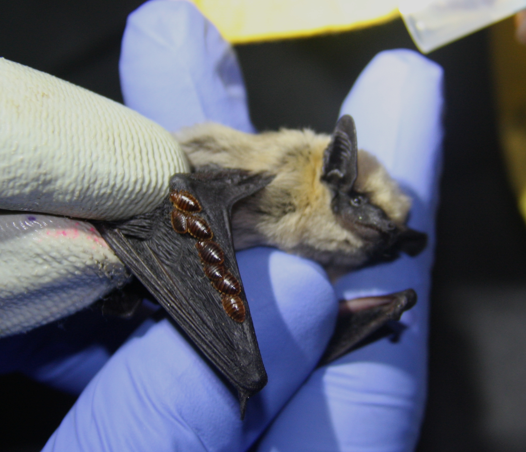 University of Leeds researchers discover novel cryptic ectoparasites with implications for disease monitoring and bat conservation