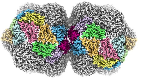 Devastating plant virus revealed in atomic detail
