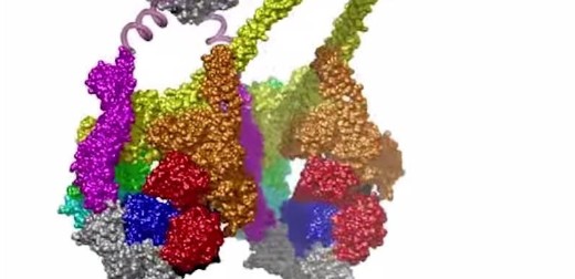 Swinging on "monkey bars": motor proteins caught in the act