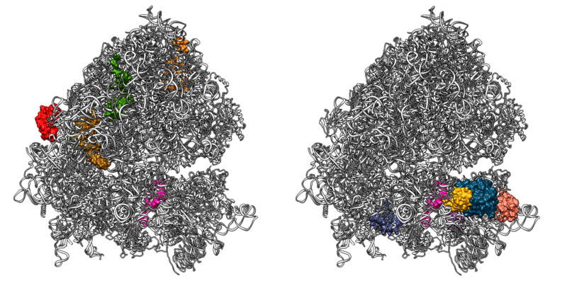 Artistic representation of specialised ribosomes