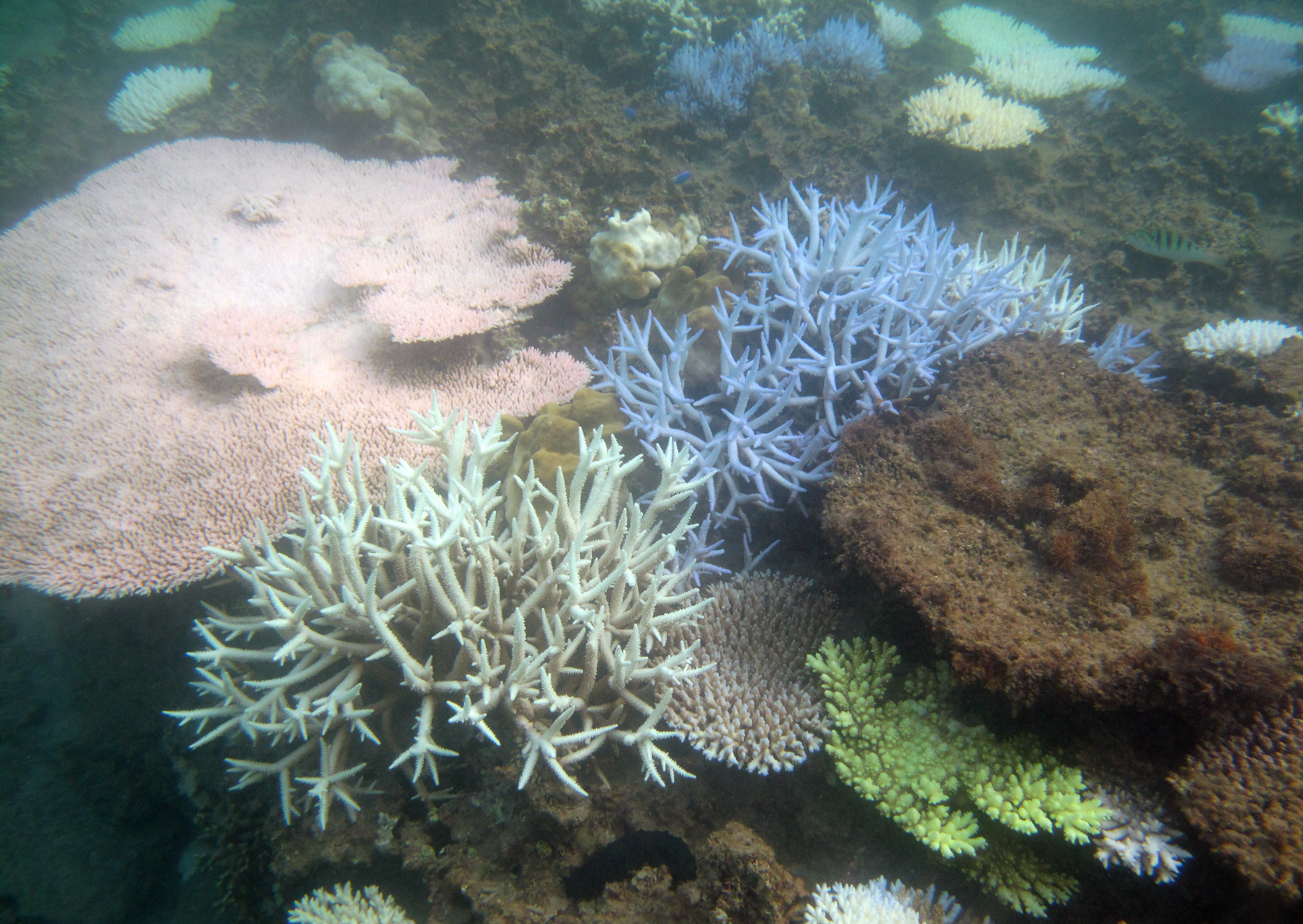 Paris Agreement limits still catastrophic for coral reefs
