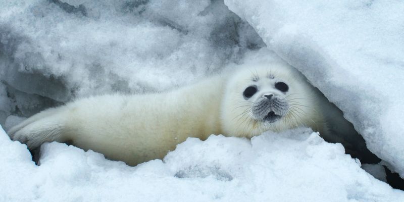 Endangered Caspian seal habitat awarded important marine mammal area status