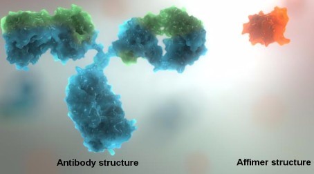 Novel binding molecules for bio-reagents, diagnostics and therapeutics (impact case study)