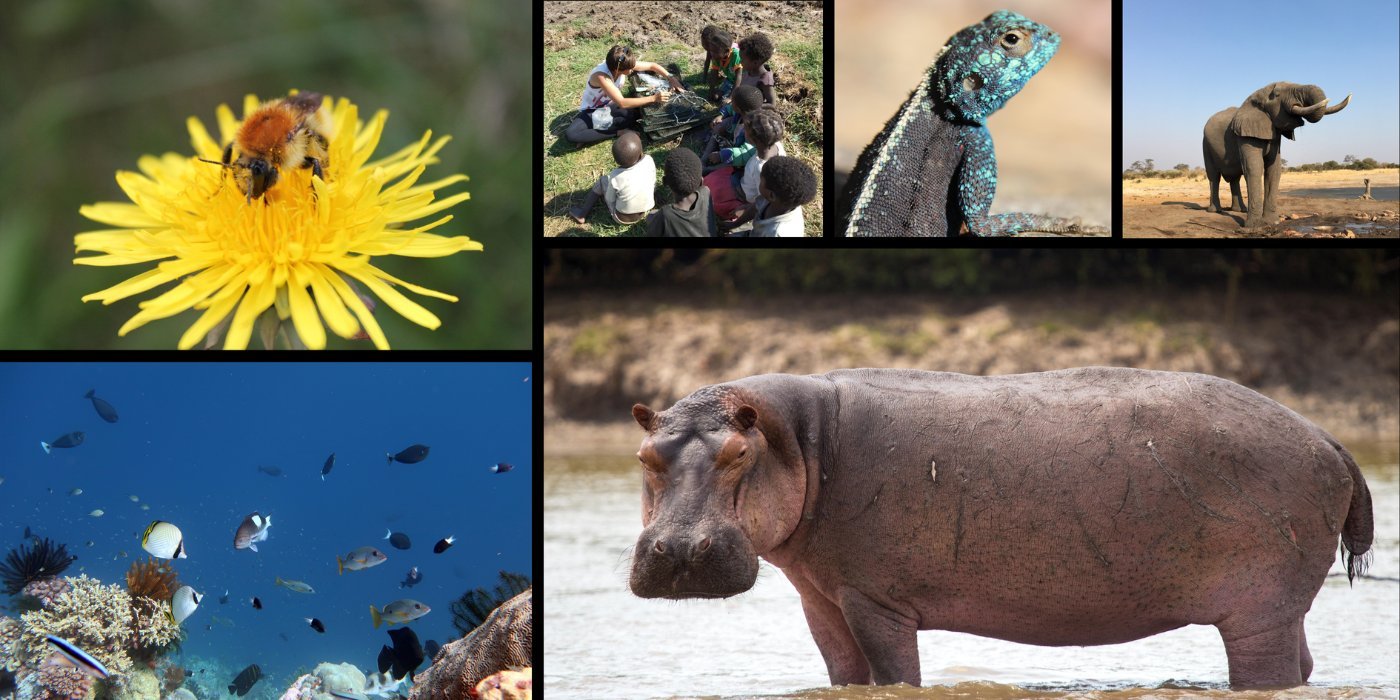 Sustainable Ecosystems and Adaptation research at Leeds