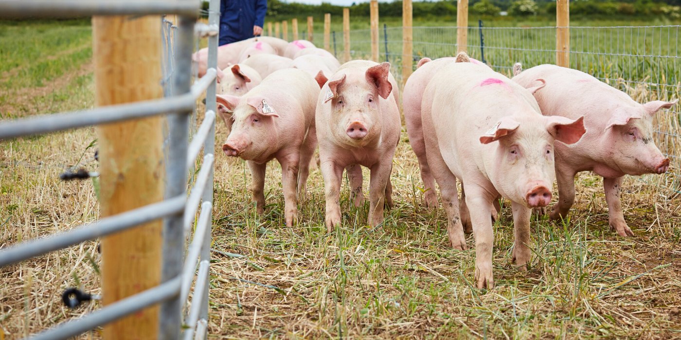 group of pigs on farm