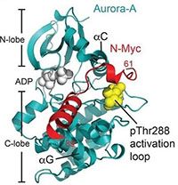 Crystal structure of Aurora-A (cyan) in complex with N-Myc residues 61–89 (red). (Courtesy of Prof. Richard Bayliss)