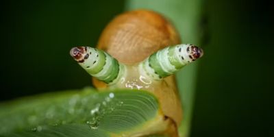 A zombie snail infected by a parasitic flatworm which lives in the snail's eyes and imitates a caterpillar