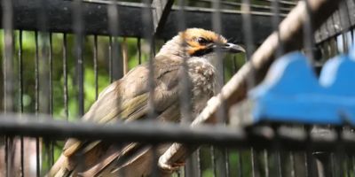 A grey and brown bird in a cage