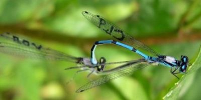 Aging damselflies never lose their libidos and are just as likely as younger competitors to mate.