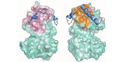 Aurora-A is depicted by 2 green irregular shapes. CEP192, a blue squiggle, wraps around Aurora-A and occupies the binding sites of two of its other partners shown in pink and orange.