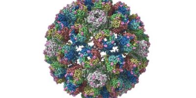 BK Polyomavirus