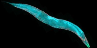 A microscopic nematode worm