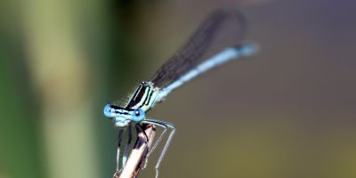 Damselfly, BioDAR